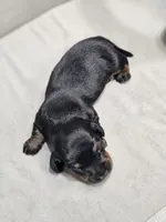 AKC Hans, a male Miniature Dachshund for sale in Goshen, IN – 3 of 8