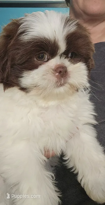 Harlow – Shih Tzu puppy for sale in Goshen, IN