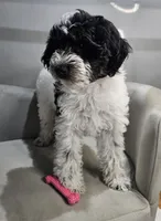 Lotus *Reduced*, a female Schnoodle for sale in Goshen, IN – 3 of 10