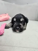 Onyx, a female Miniature Schnauzer for sale in Goshen, IN – 3 of 6