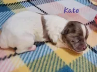 Kate, a female Shihpoo for sale in Goshen, IN – Photo 3 of 6