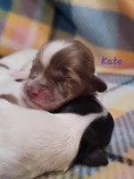 Kate, a female Shihpoo for sale in Goshen, IN – Photo 6 of 6