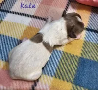 Kate, a female Shihpoo for sale in Goshen, IN – Photo 4 of 6