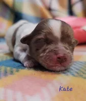 Kate, a female Shihpoo for sale in Goshen, IN – Photo 2 of 6