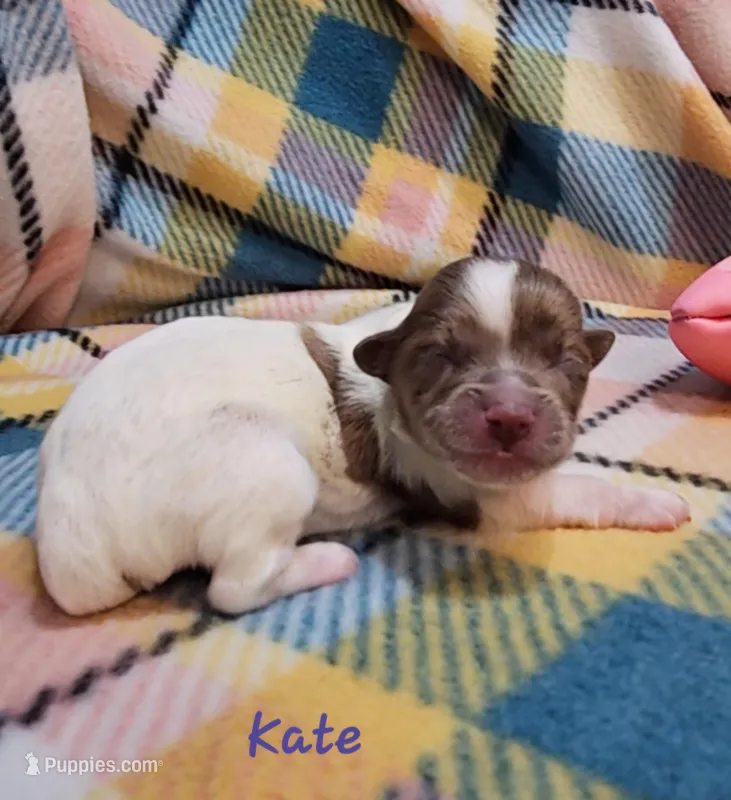 Kate – Shihpoo puppy for sale in Goshen, IN