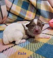 Kate, a female Shihpoo for sale in Goshen, IN – Photo 1 of 6