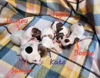 Kate, a female Shihpoo for sale in Goshen, IN – Photo 5 of 6