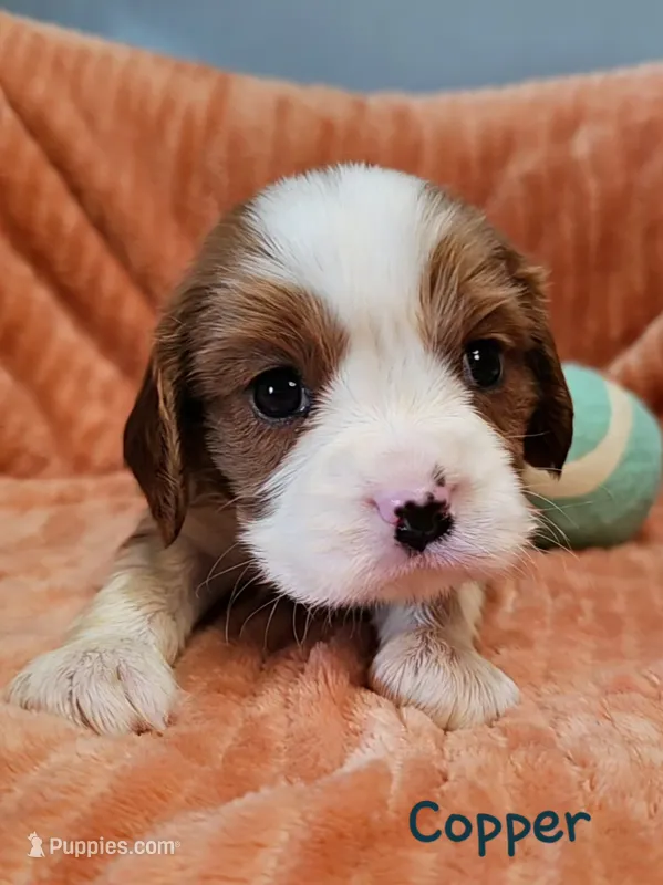 Copper – Cavalier King Charles Spaniel puppy for sale in Goshen, IN