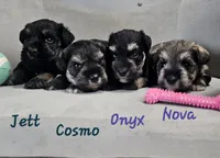 Jett, a male Miniature Schnauzer for sale in Goshen, IN – 6 of 8