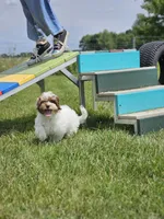 Hurley *Reduced*, a male Shihpoo for sale in Goshen, IN – 2 of 10
