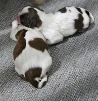 Luna, a female Shih Tzu for sale in Goshen, IN – 1 of 2