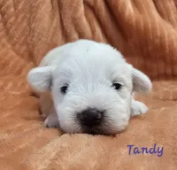 Tandy, a female Miniature Schnauzer for sale in Goshen, IN – 6 of 10