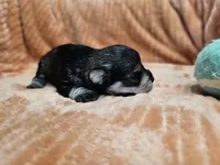 Tyrone, a male Miniature Schnauzer for sale in Goshen, IN – 4 of 6
