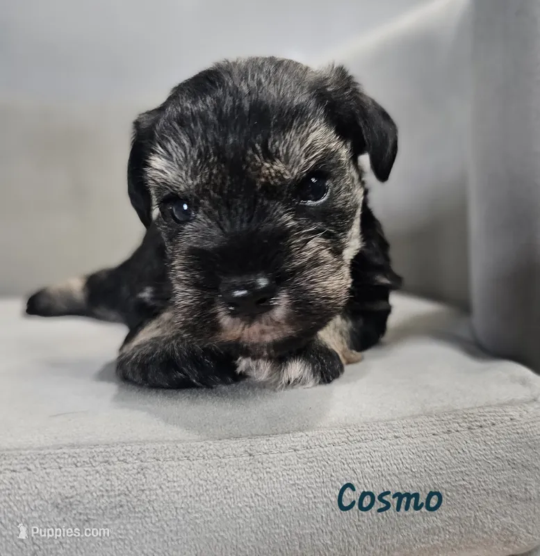Cosmo – Miniature Schnauzer puppy for sale in Goshen, IN