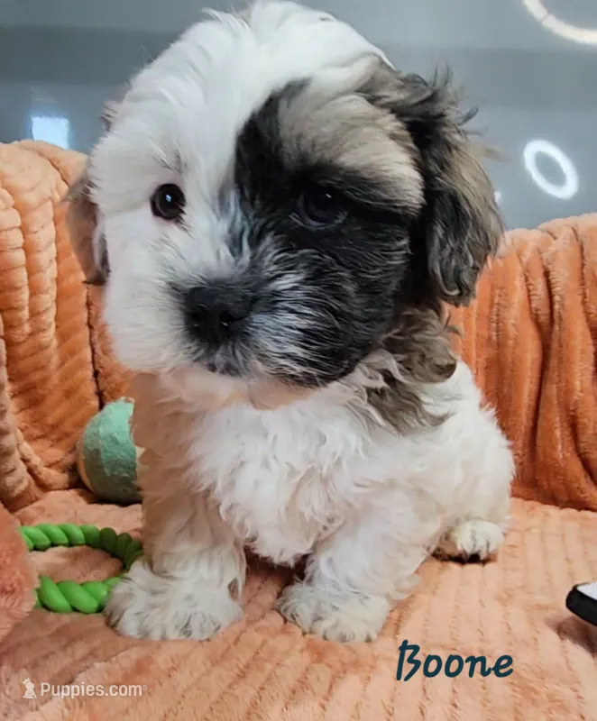 Boone – Shihpoo puppy for sale in Goshen, IN