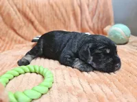 Cosmo, a male Miniature Schnauzer for sale in Goshen, IN – 6 of 8