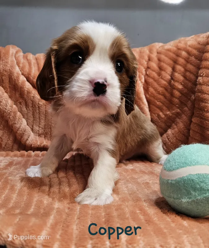 Copper – Cavalier King Charles Spaniel puppy for sale in Goshen, IN