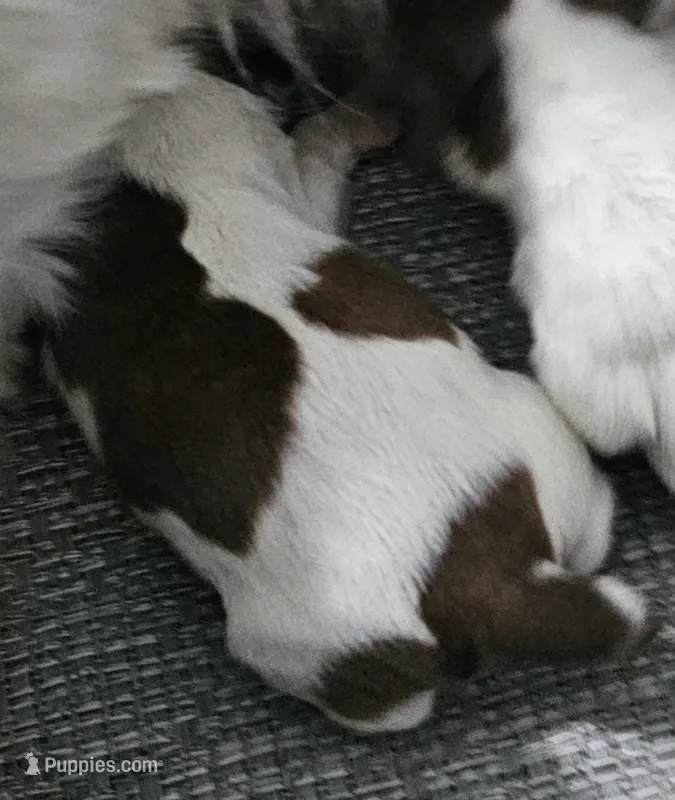 Luna – Shih Tzu puppy for sale in Goshen, IN