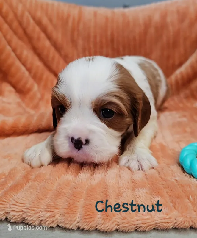 Chestnut – Cavalier King Charles Spaniel puppy for sale in Goshen, IN