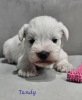 Tandy, a female Miniature Schnauzer for sale in Goshen, IN – 1 of 10