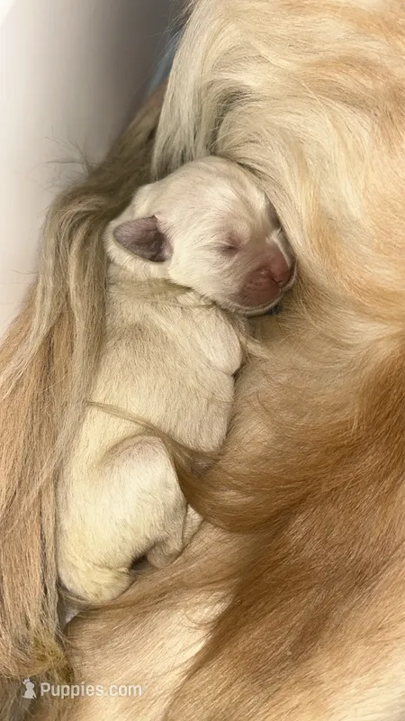Khali's puppy – Golden Retriever puppy for sale in Miami, FL