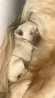 Khali's puppy, a male Golden Retriever for sale in Miami, FL – 1 of 2