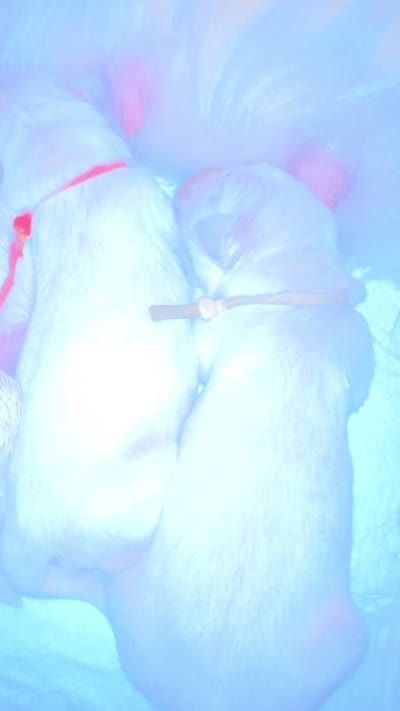Khali's puppy, a male Golden Retriever for sale in Miami, FL – 2 of 2