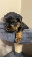 Yorkie Female, a female Yorkshire Terrier for sale in Mayo, FL – 2 of 3