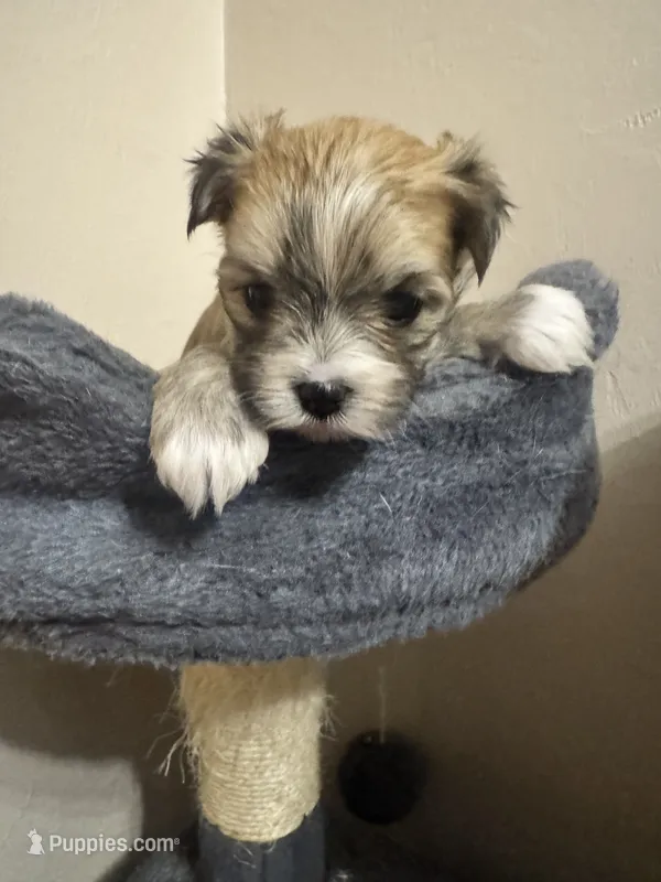 Morkie  – Morkie puppy for sale in Mayo, FL