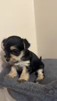 Morkie Female, a female Morkie for sale in Mayo, FL – 3 of 4