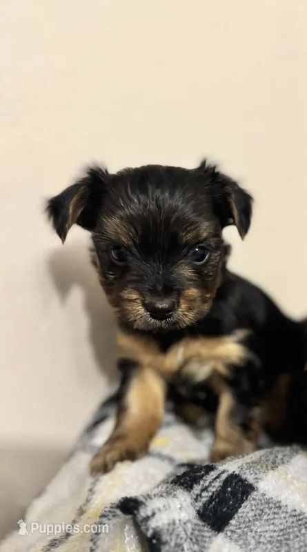 Male Yorkie Puppy