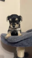 Morkie Female, a female Morkie for sale in Mayo, FL – 1 of 4