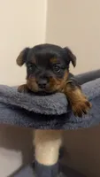 Yorkie Female, a female Yorkshire Terrier for sale in Mayo, FL – 1 of 3