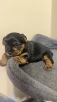 Yorkie Female, a female Yorkshire Terrier for sale in Mayo, FL – 3 of 3