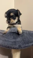 Morkie Female, a female Morkie for sale in Mayo, FL – 2 of 4