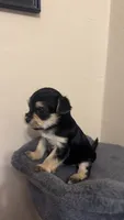 Morkie Female, a female Morkie for sale in Mayo, FL – 4 of 4