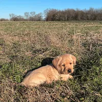 Joshua, a male Labrador Retriever for sale in Hazel Green, AL – Photo 2 of 7