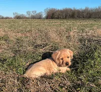 Joshua, a male Labrador Retriever for sale in Hazel Green, AL – Photo 2 of 7