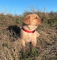 Joshua, a male Labrador Retriever for sale in Hazel Green, AL – Photo 7 of 7
