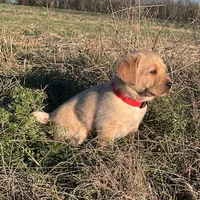 Joshua, a male Labrador Retriever for sale in Hazel Green, AL – Photo 3 of 7