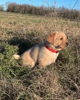 Joshua, a male Labrador Retriever for sale in Hazel Green, AL – Photo 3 of 7
