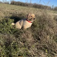 Joshua, a male Labrador Retriever for sale in Hazel Green, AL – Photo 5 of 7