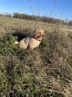 Joshua, a male Labrador Retriever for sale in Hazel Green, AL – Photo 5 of 7