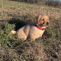 Joshua, a male Labrador Retriever for sale in Hazel Green, AL – Photo 1 of 7