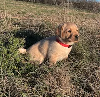Joshua, a male Labrador Retriever for sale in Hazel Green, AL – Photo 1 of 7
