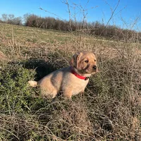 Joshua, a male Labrador Retriever for sale in Hazel Green, AL – Photo 6 of 7