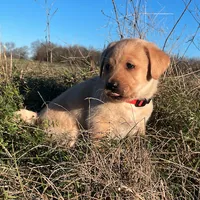 Joshua, a male Labrador Retriever for sale in Hazel Green, AL – Photo 4 of 7