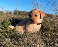Joshua, a male Labrador Retriever for sale in Hazel Green, AL – Photo 4 of 7