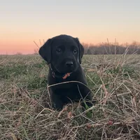 Mary, a female Labrador Retriever for sale in Hazel Green, AL – Photo 5 of 6