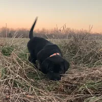 Mary, a female Labrador Retriever for sale in Hazel Green, AL – Photo 1 of 6